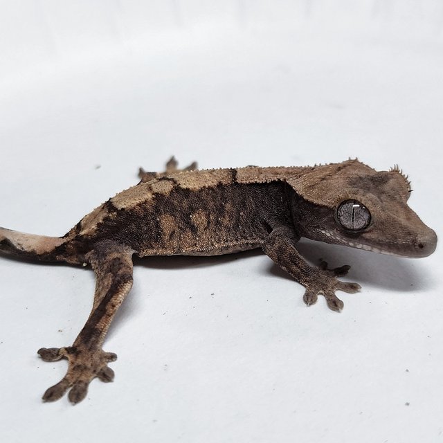 100% Het Axanthic Sable