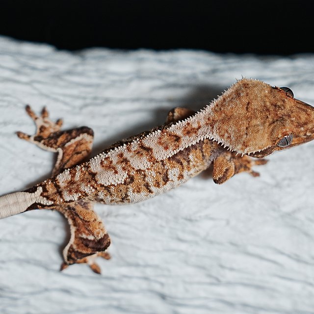 트라이 익스트림할리퀸