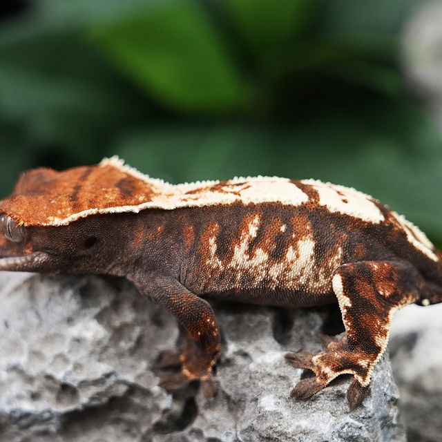 세이블