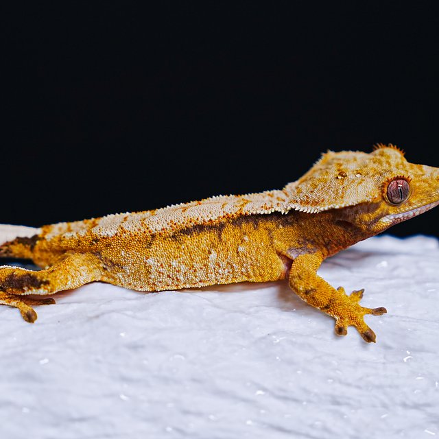 Tri Extreme Harlequin