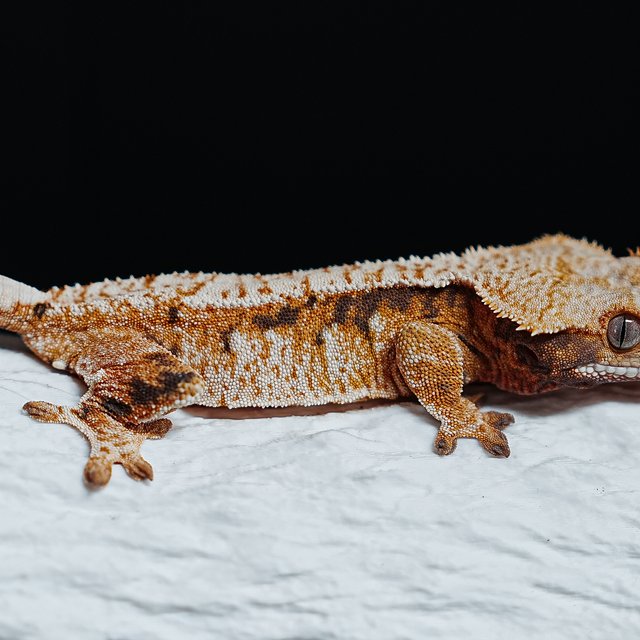 트라이 익스트림할리퀸