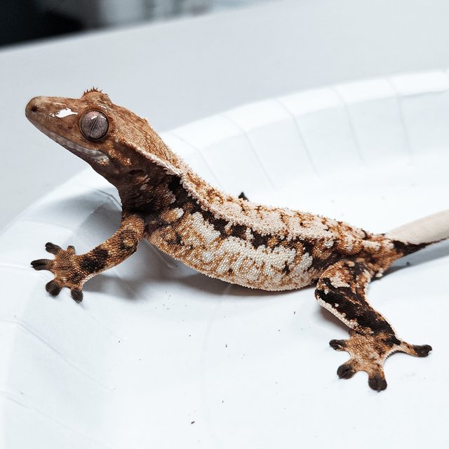 Tri Extreme Harlequin