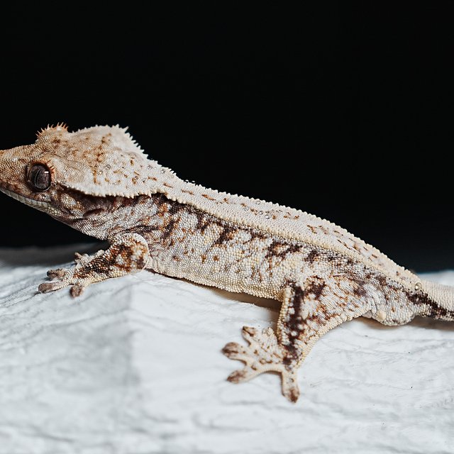 트라이 익스트림할리퀸