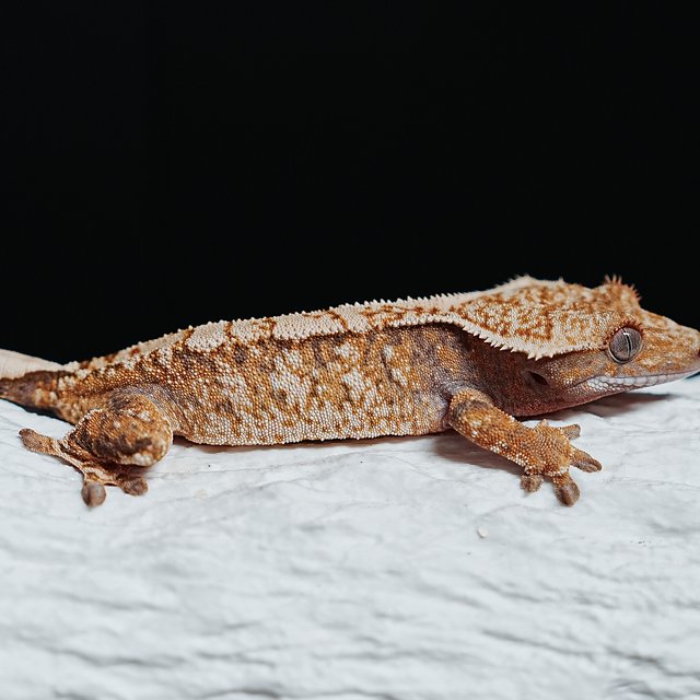 Tri Extreme Harlequin