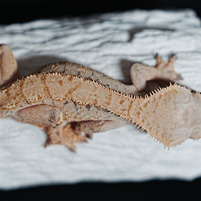 트라이 익스트림할리퀸