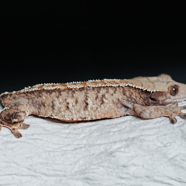 Extreme Harlequin Tri