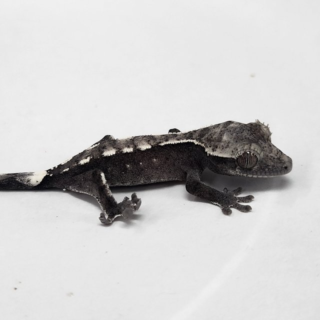 Sable Axanthic