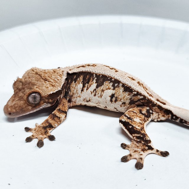 Full Pinstripe Tri Extreme Harlequin