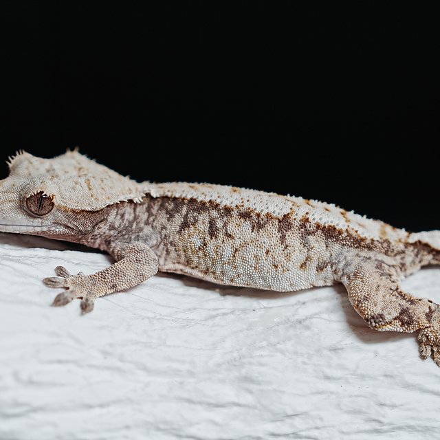 트라이 익스트림할리퀸