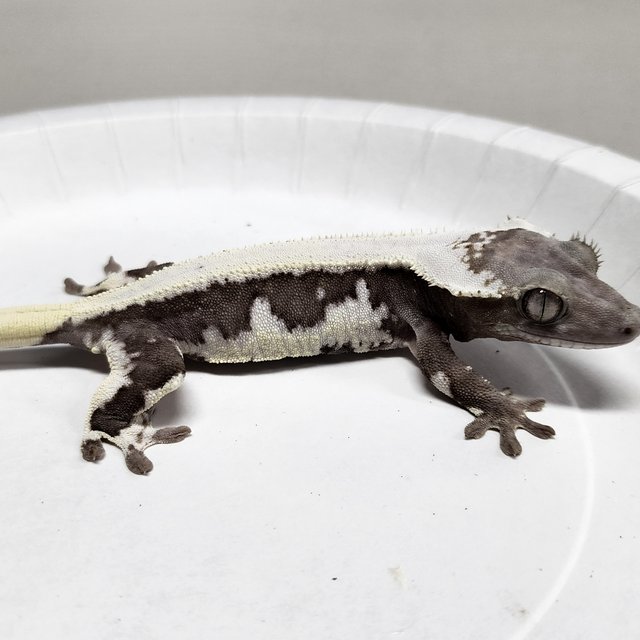 Full Pinstripe Lilly Axanthic