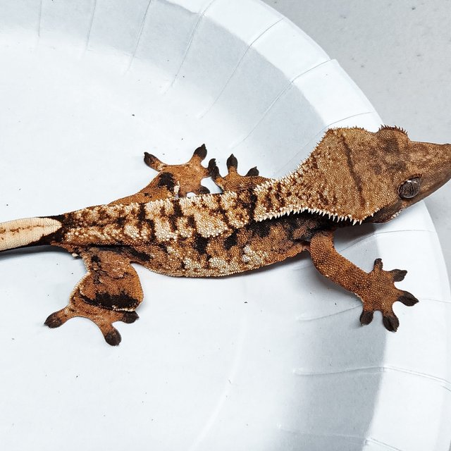 Tri Extreme Harlequin