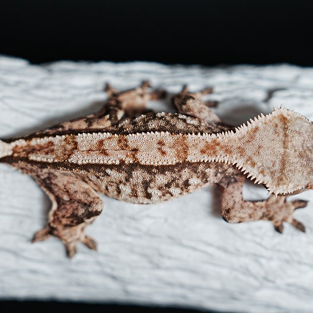 트라이 익스트림할리퀸