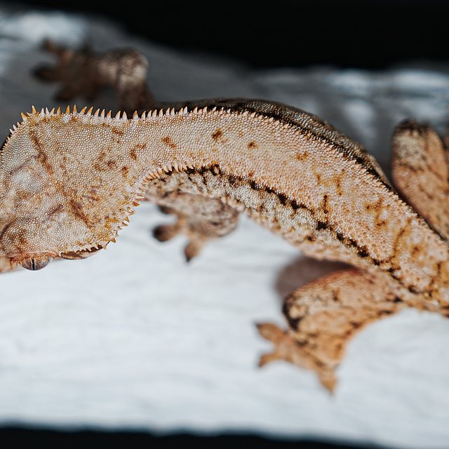 트라이 익스트림할리퀸