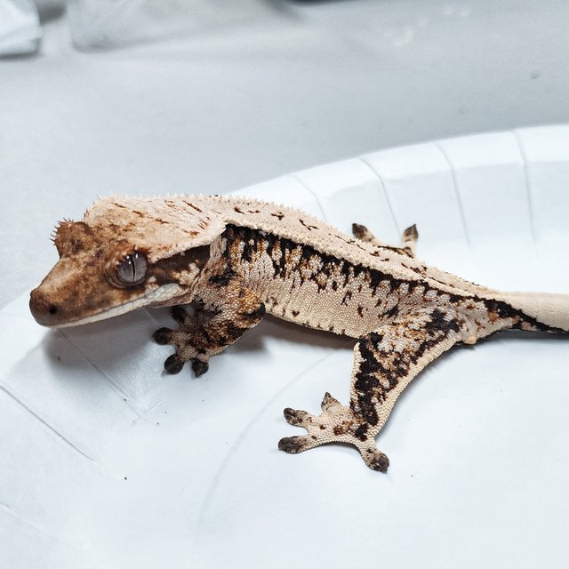 Extreme Harlequin Tri