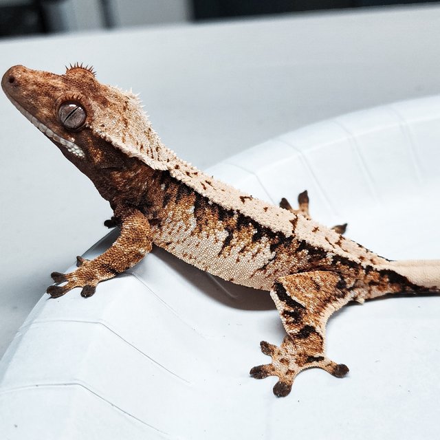 Tri Extreme Harlequin