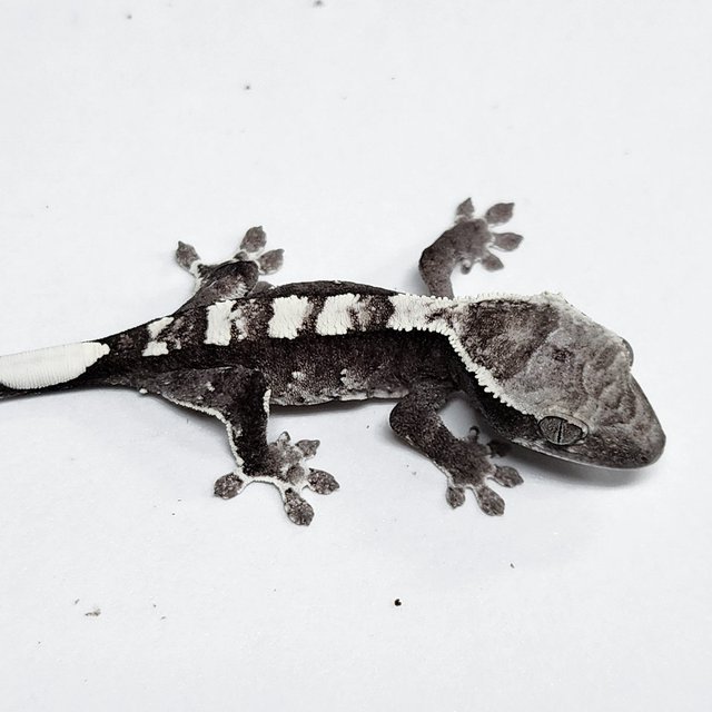 Axanthic