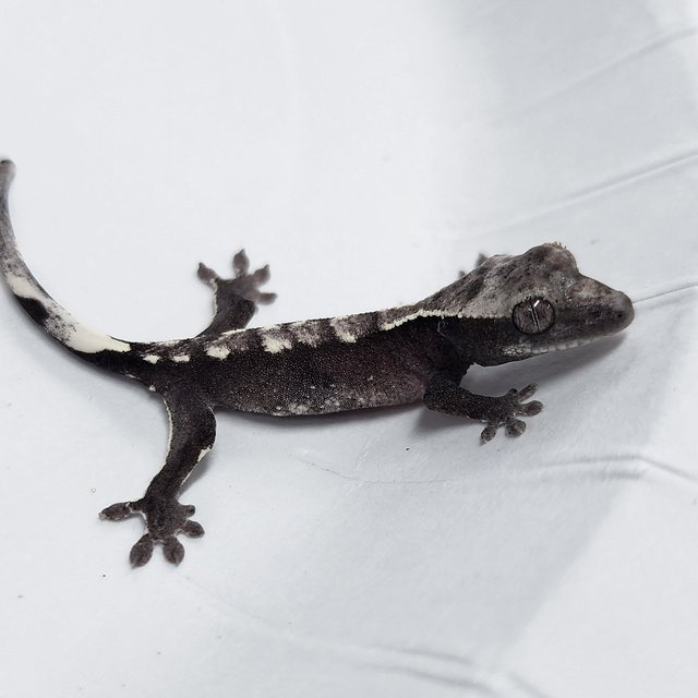 Axanthic
