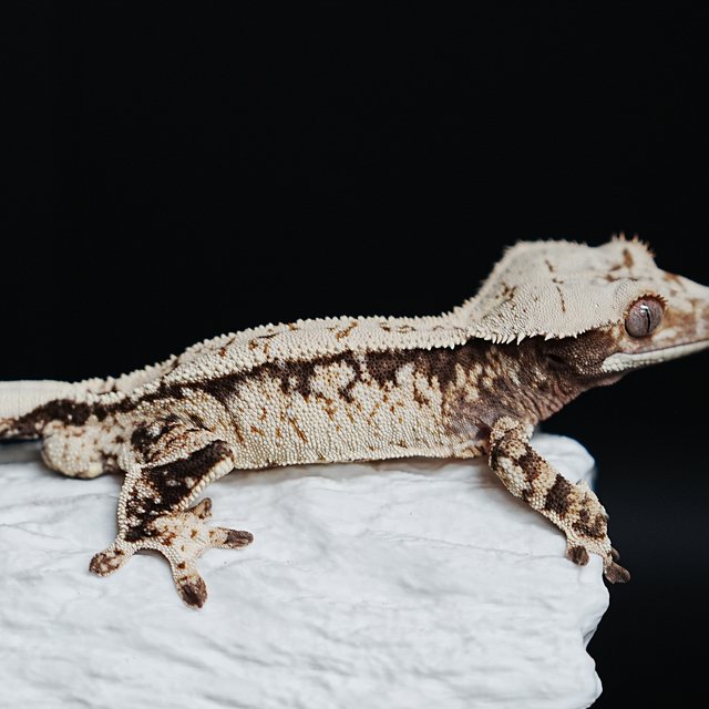 트라이 익스트림할리퀸