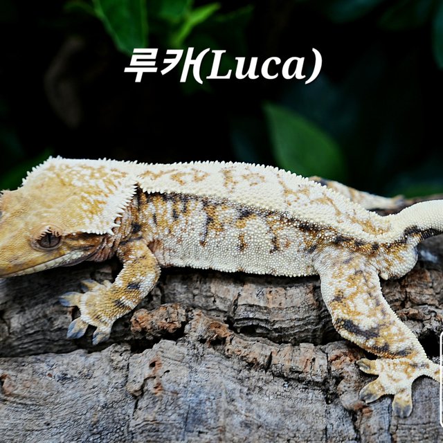 White Spot White Porthole White Pin Tri Extreme Harlequin