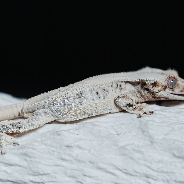 풀핀 릴리화이트