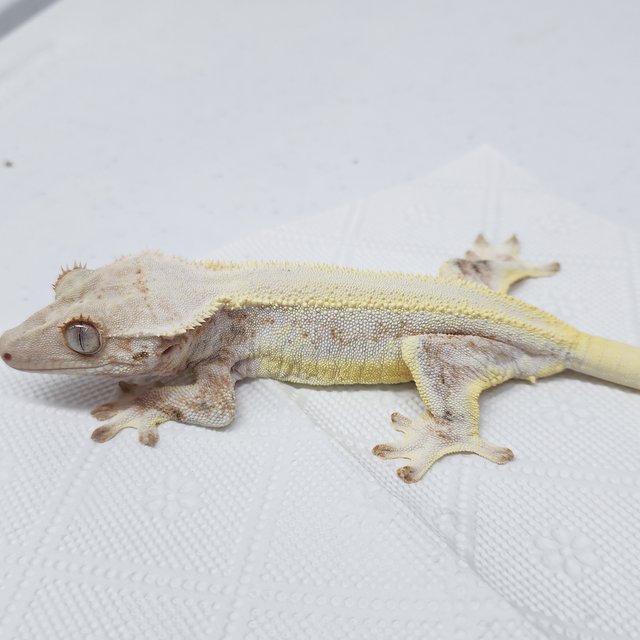 풀핀 릴리화이트