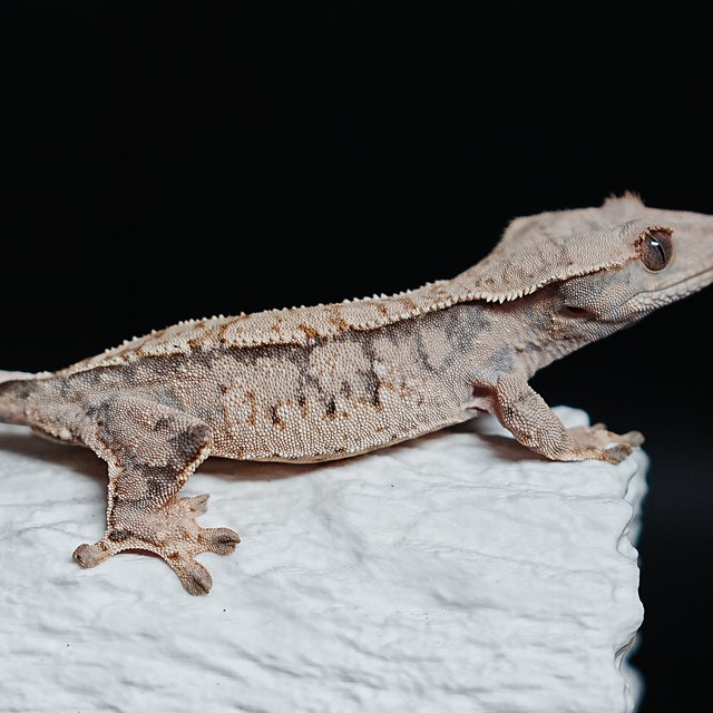 Tri Extreme Harlequin