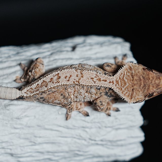 Tri Extreme Harlequin