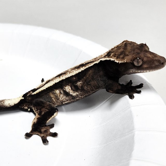 Sable 100% Het Axanthic