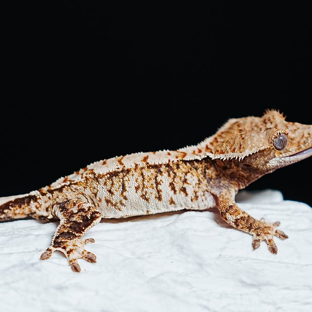 트라이 익스트림할리퀸