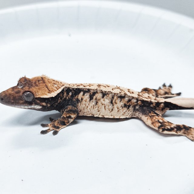 Tri Extreme Harlequin