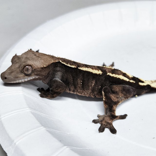 100% Het Axanthic Sable