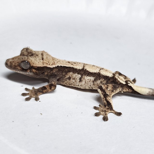 100% Het Axanthic Sable