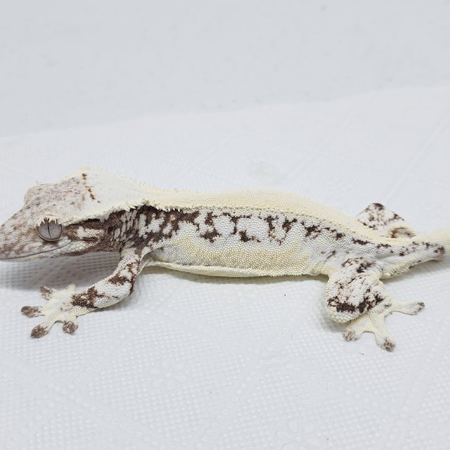 풀핀 릴리화이트