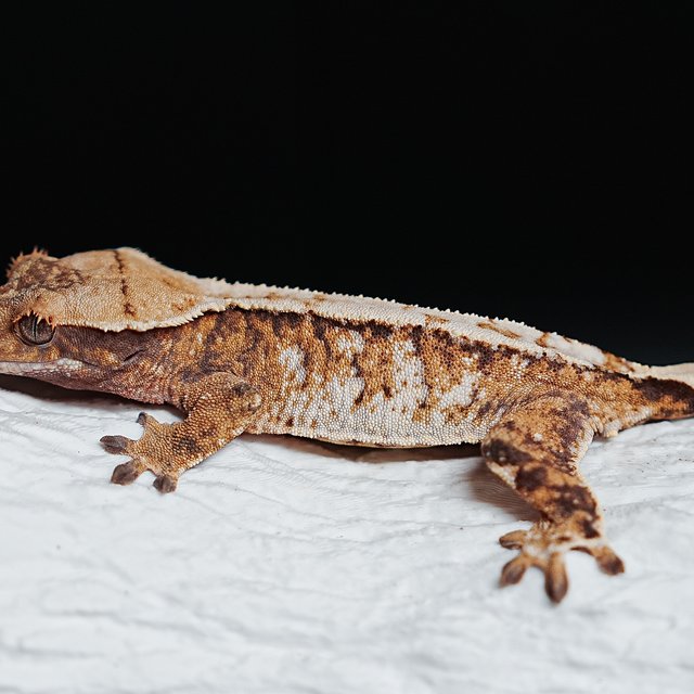 트라이 익스트림할리퀸