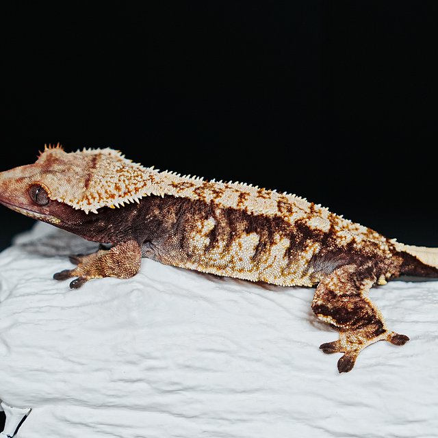 Tri Extreme Harlequin