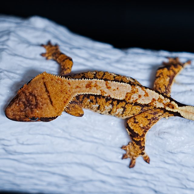 Tri Extreme Harlequin