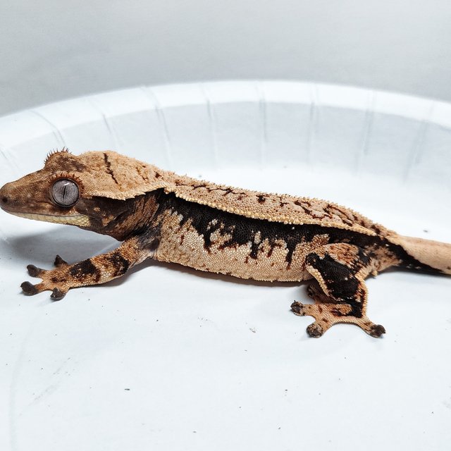 Tri Extreme Harlequin