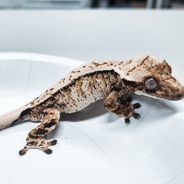 Tri Extreme Harlequin