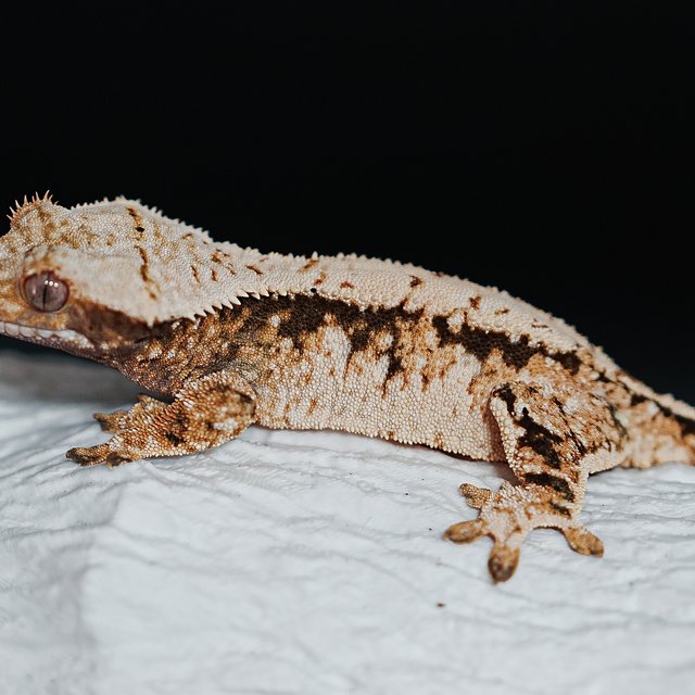 트라이 익스트림할리퀸