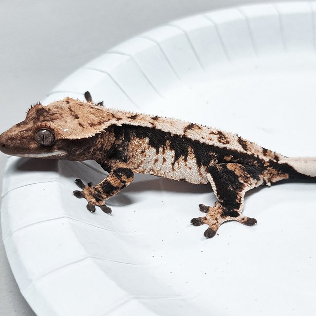 Tri Extreme Harlequin