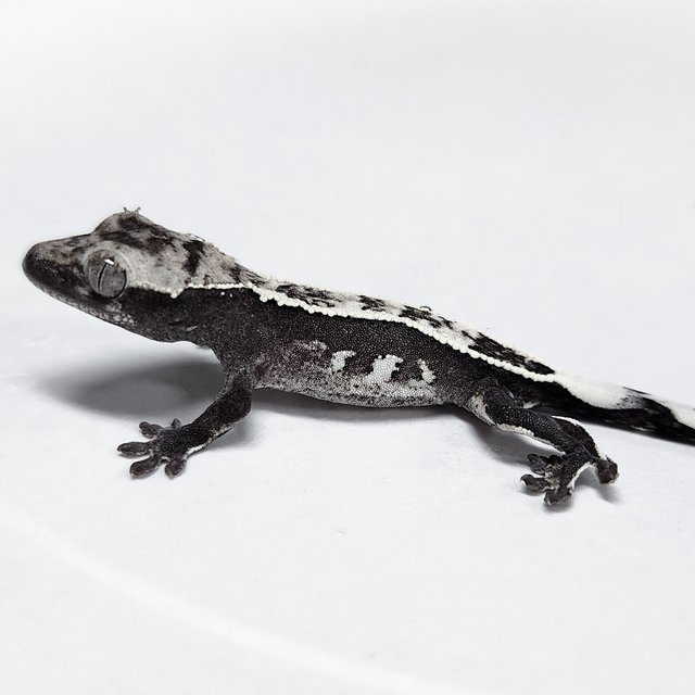 Axanthic Sable