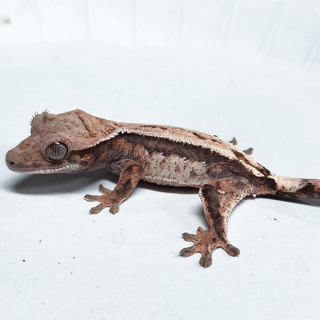 100% Het Axanthic Sable