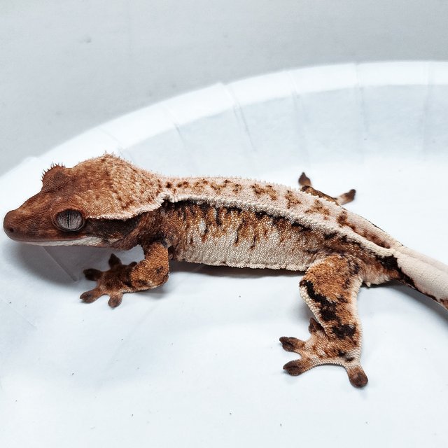 Tri Extreme Harlequin