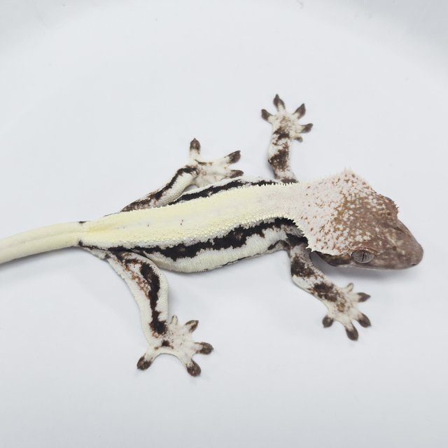 100% Het Axanthic LW Sable