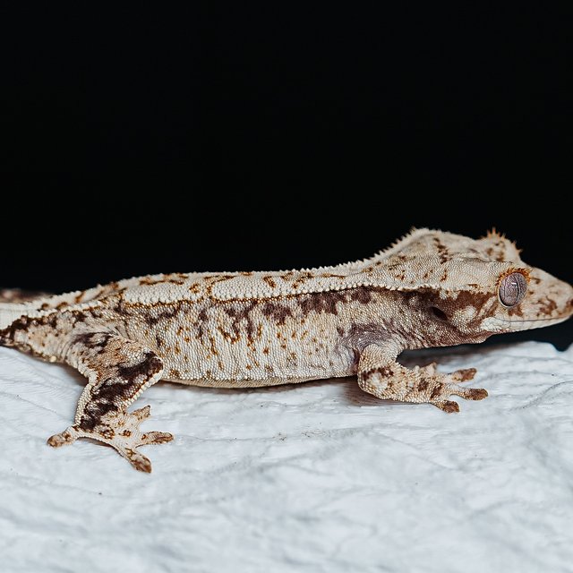 Tri Extreme Harlequin