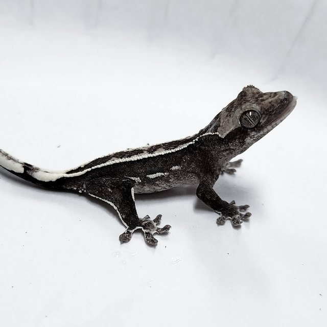 Sable Axanthic