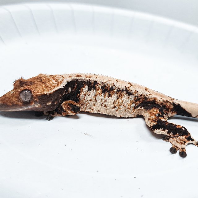 Tri Extreme Harlequin