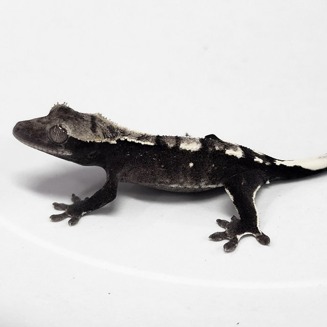 Sable Axanthic