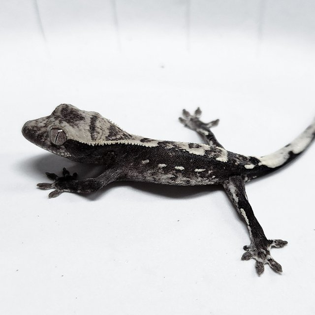 Axanthic