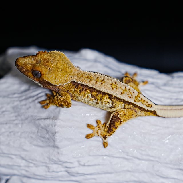 Tri Extreme Harlequin